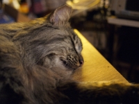 Hermes DS couch C201202.JPG